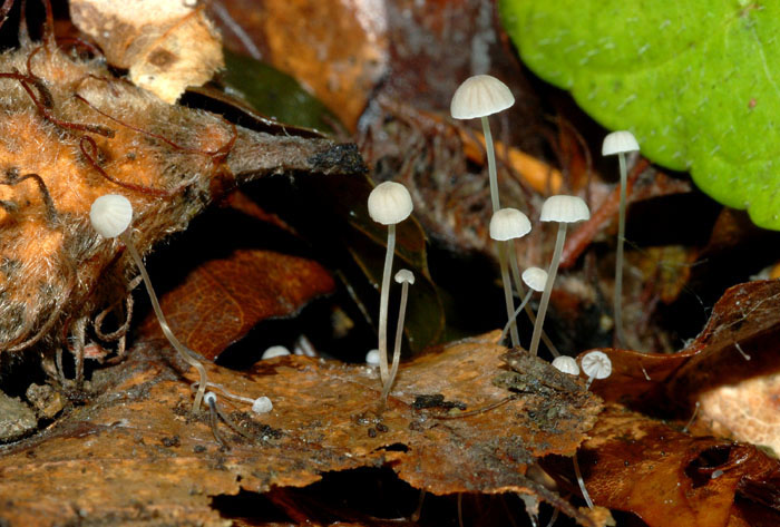 Mycena capillaris